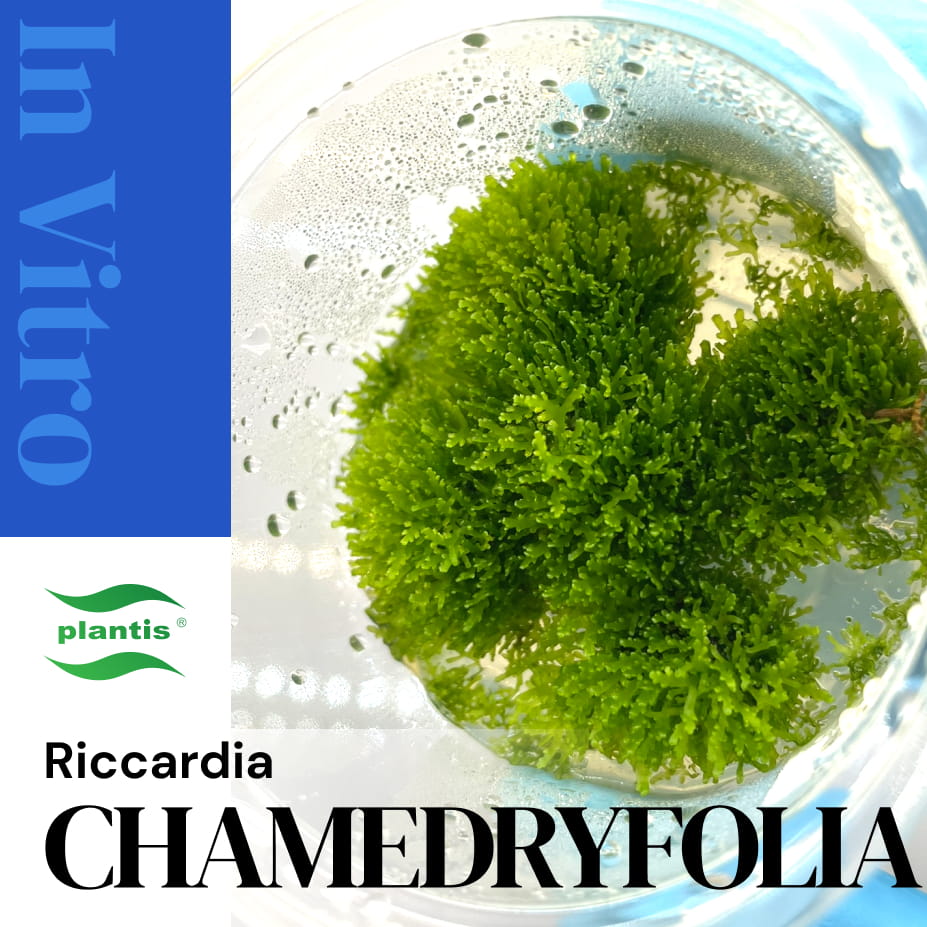 Mech Riccardia Chamedryfolia Mini Pelia In Vitro Kubek 5cm.jpg